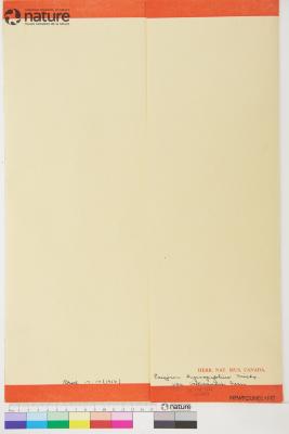 Erigeron hyssopifolius