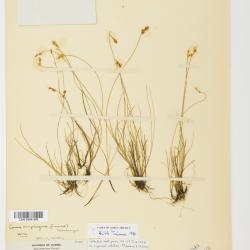 Carex glareosa