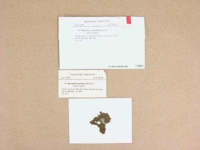 Marsupella pseudofunckii