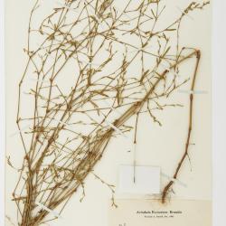 Polygonum ramosissimum