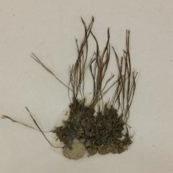 Anthoceros punctatus