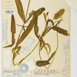 Potamogeton spathuliformis