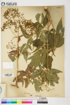 Coulterophytum B.L.Rob.