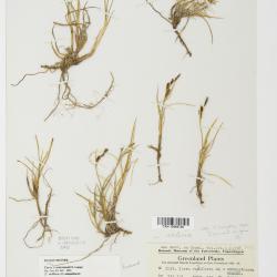 Carex soerensenii