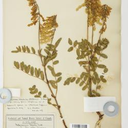 Hedysarum sulphurescens