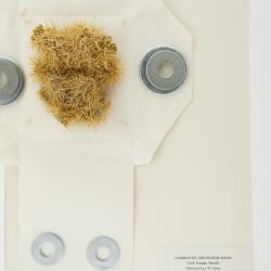 Cylindropuntia multigeniculata