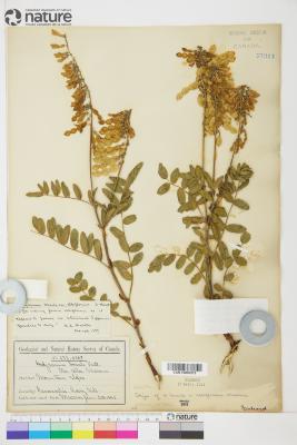 Hedysarum sulphurescens