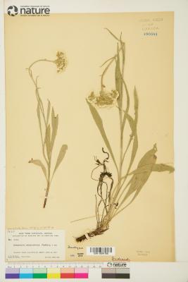 Antennaria anaphaloides