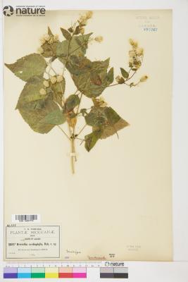 Brickellia cardiophylla