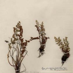 Physematium oreganum