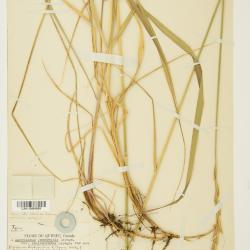 Quercus blufftonensis