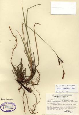 Carex quebecensis
