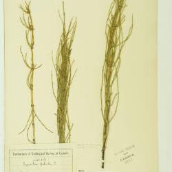 Equisetum palustre