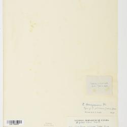 Cerastium beeringianum