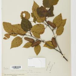 Betula papyrifera