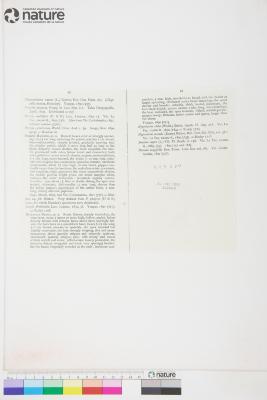 Hieracium microcephalum