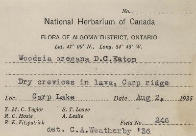 Physematium oreganum