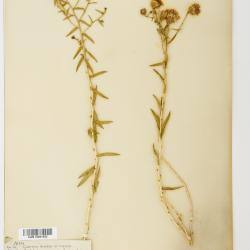 Chrysothamnus stylosus