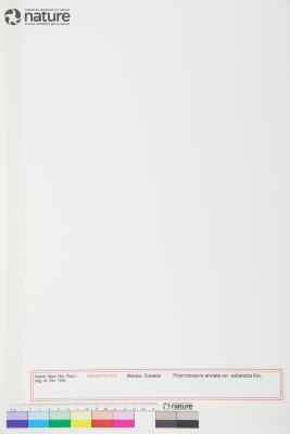 Rhynchospora aristata