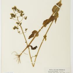 Hieracium microcephalum