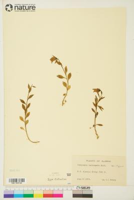 Campanula lasiocarpa