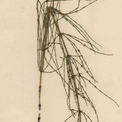 Equisetum palustre