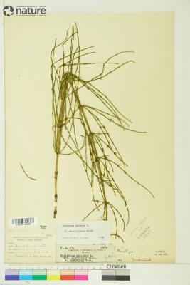 Equisetum palustre