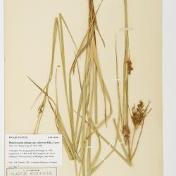 Rhynchospora aristata