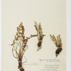 Physematium oreganum