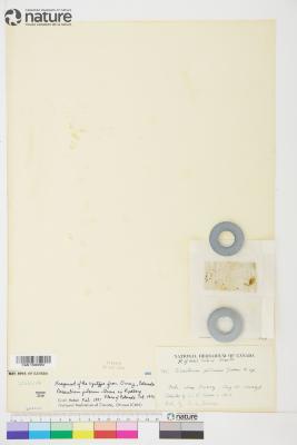 Cerastium beeringianum