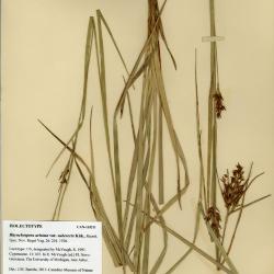 Rhynchospora aristata