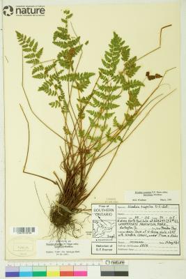 Physematium scopulinum