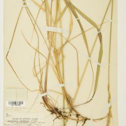 Quercus blufftonensis