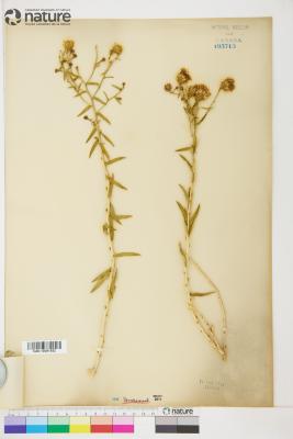 Chrysothamnus stylosus