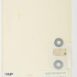 Cerastium beeringianum