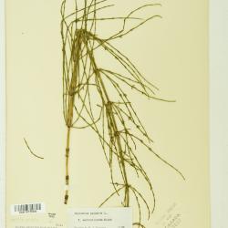 Equisetum palustre