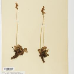 Heuchera grossulariifolia