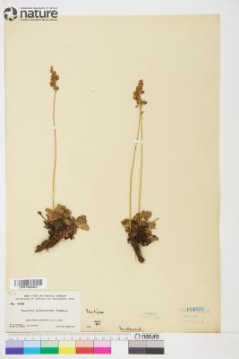 Heuchera grossulariifolia