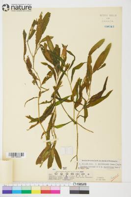 Potamogeton rectifolius