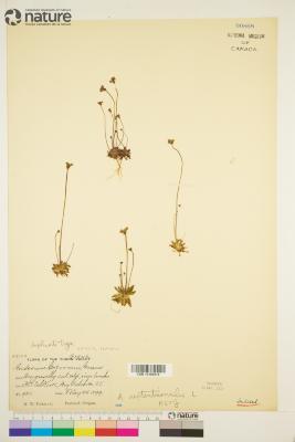 Androsace septentrionalis