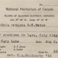 Physematium oreganum