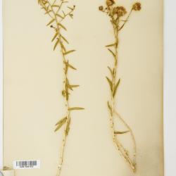 Chrysothamnus stylosus