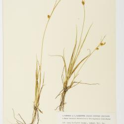 Carex oederi