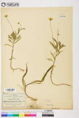 Erigeron heteromorphus