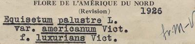 Equisetum palustre