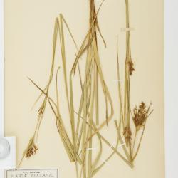 Rhynchospora aristata