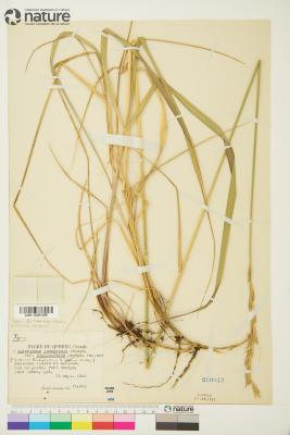 Quercus blufftonensis