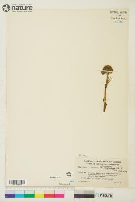 Tephroseris yukonensis