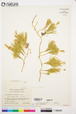 Diphasiastrum zeilleri