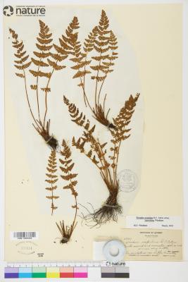 Physematium scopulinum